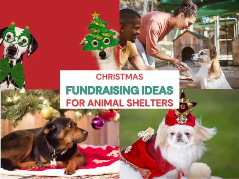 11 Ideas For The Perfect Christmas Fundraiser For Animal Shelters