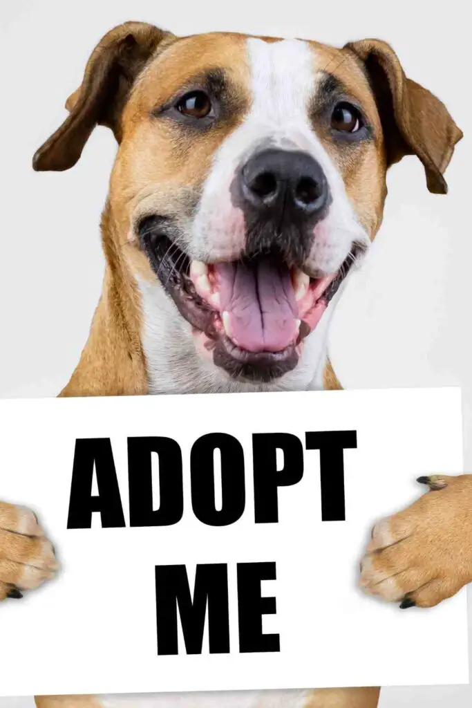 A happy dog holding a sign that says "ADOPT ME," promoting animal adoption.
