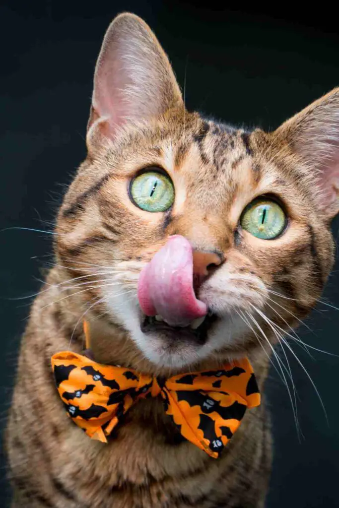 A cat wearing a Halloween-themed bow tie, likely participating in a pet photo contest.
