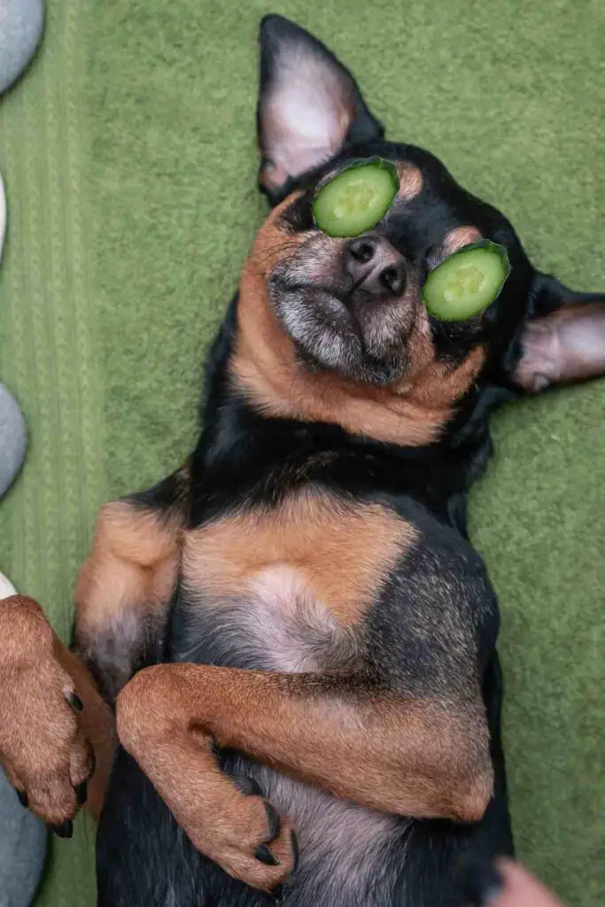 A relaxed dog lying down with cucumber slices on its eyes, representing pet therapy or spa treatment.
