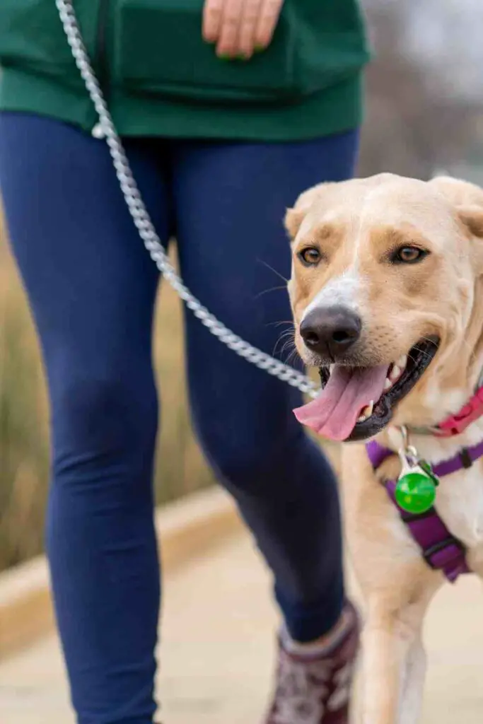 A person walking a dog on a leash, participating in a pet virtual walk event.
