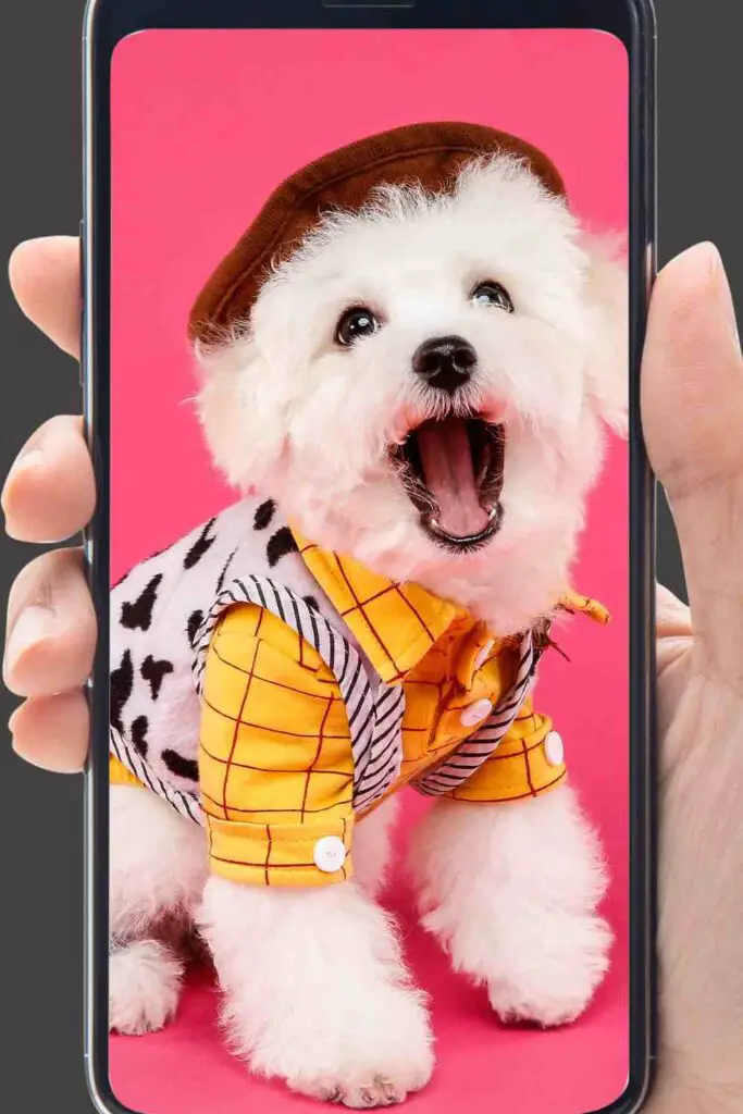 A fluffy white dog dressed in a colorful outfit, possibly participating in a pet fashion show.
