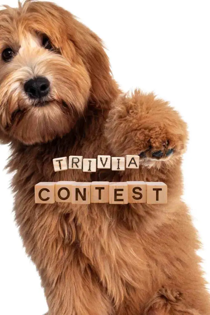 A dog with letters spelling "TRIVIA CONTEST," indicating an event where pets are involved in trivia games.
