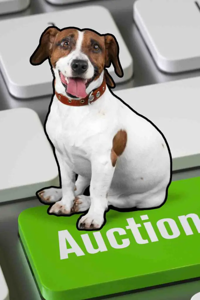 A dog sitting on a green button labeled "Auction," symbolizing an online pet auction.
