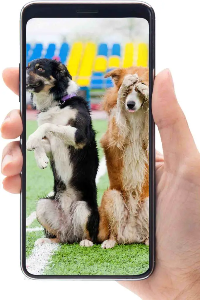 Two dogs on a smartphone screen, one with its paw up and the other covering its face, likely part of a virtual talent show for animals.
